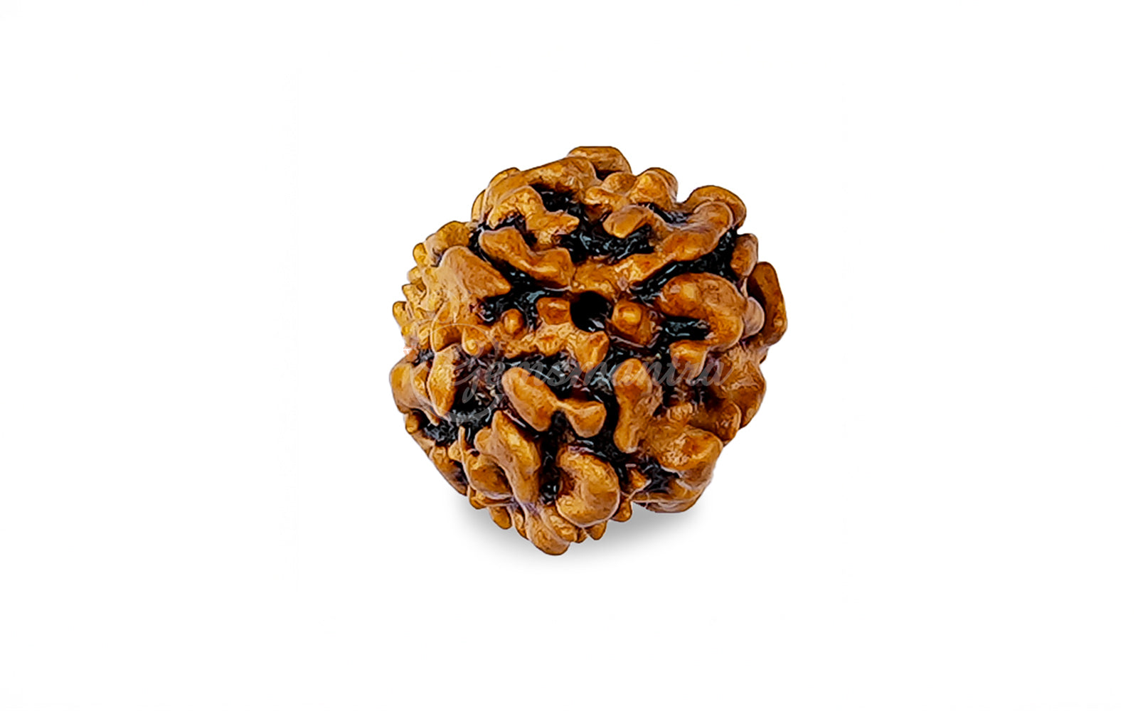 3 Mukhi Rudraksha (Nepali)