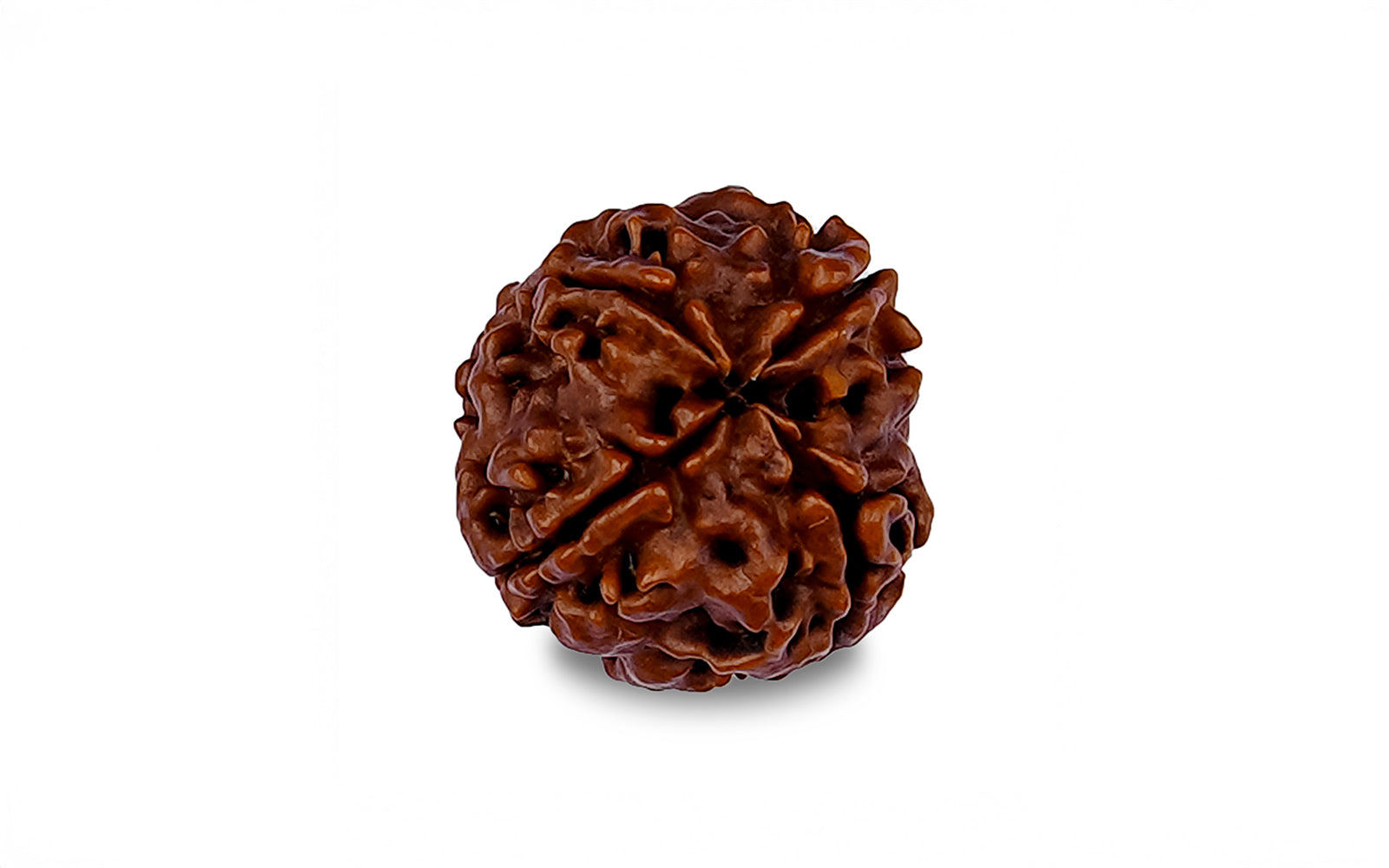 4 Mukhi Rudraksha