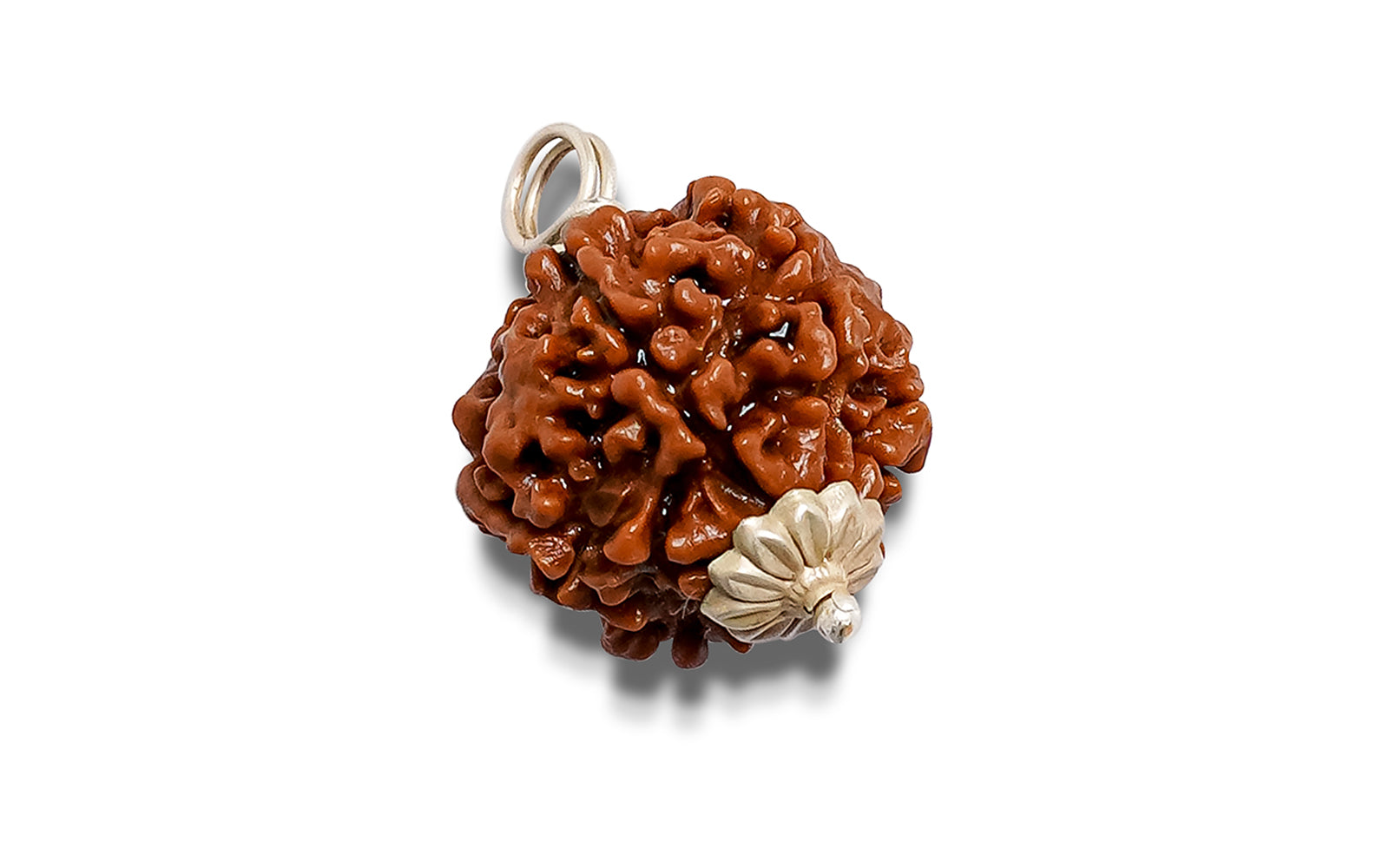 6 Mukhi Rudraksha (Nepali)