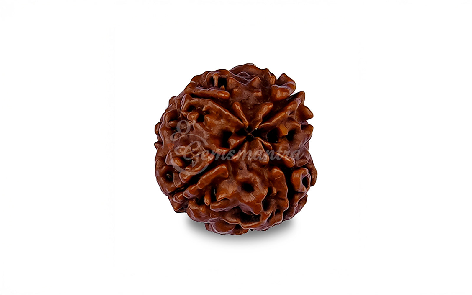 4 Mukhi Rudraksha (Nepali)