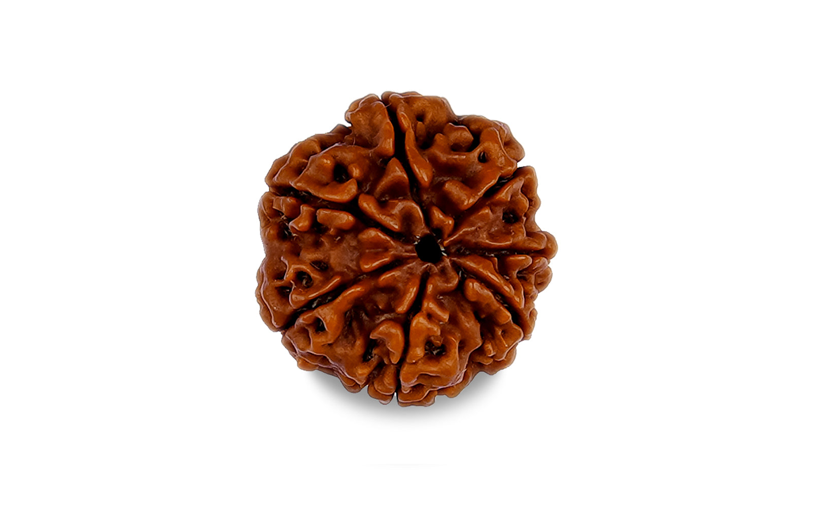 7 Mukhi Rudraksha