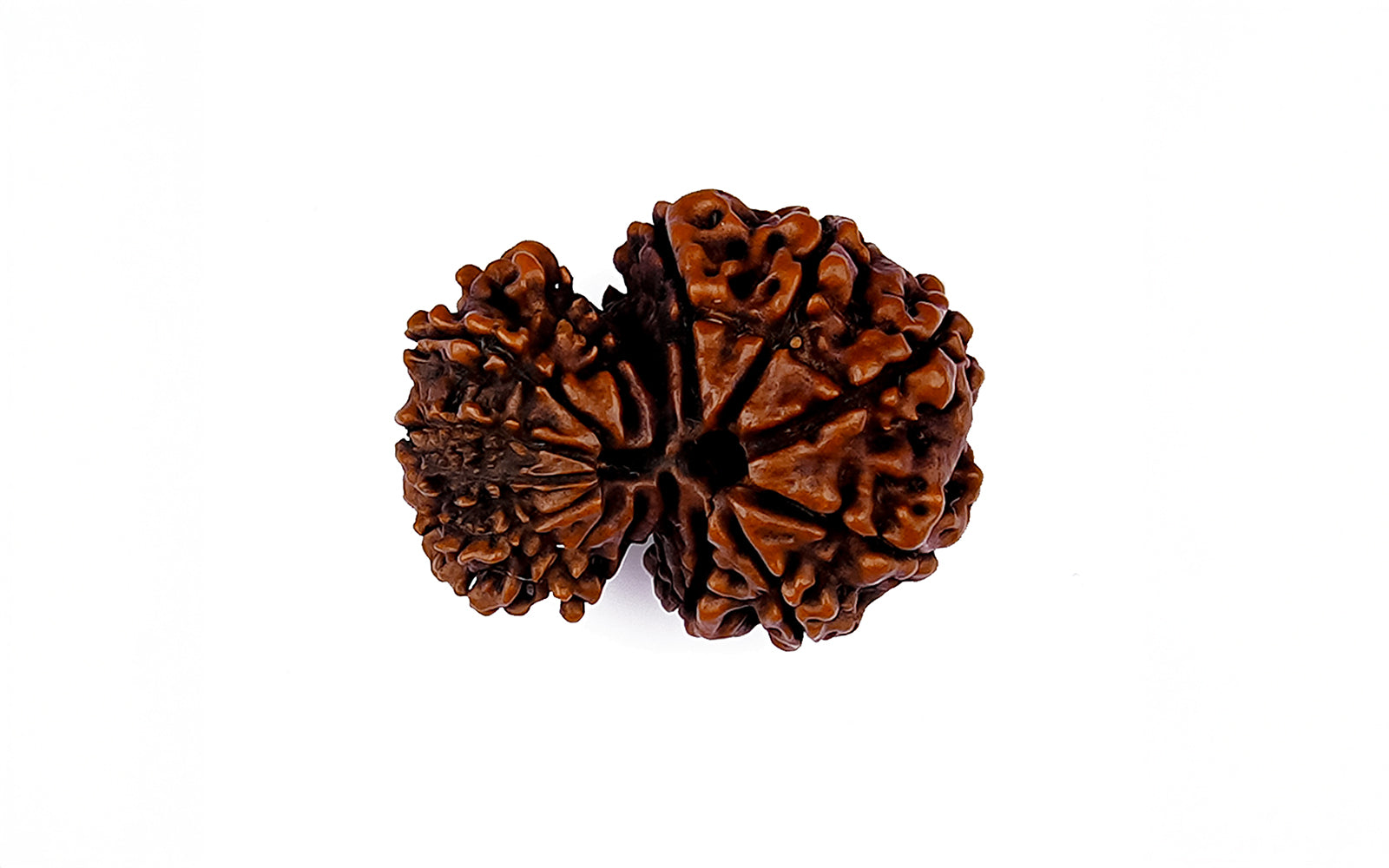 Garbh Gauri Shankar Rudraksha