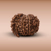 1 Mukhi Savar
