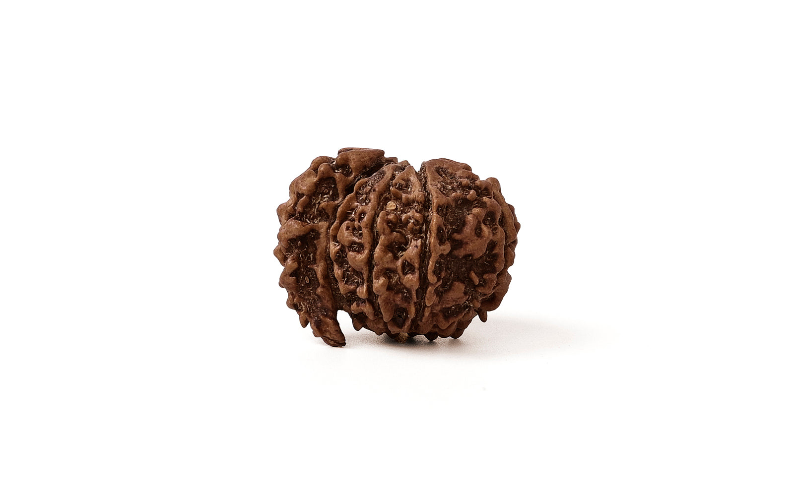 1 Mukhi Rudraksha Savar (Nepali)