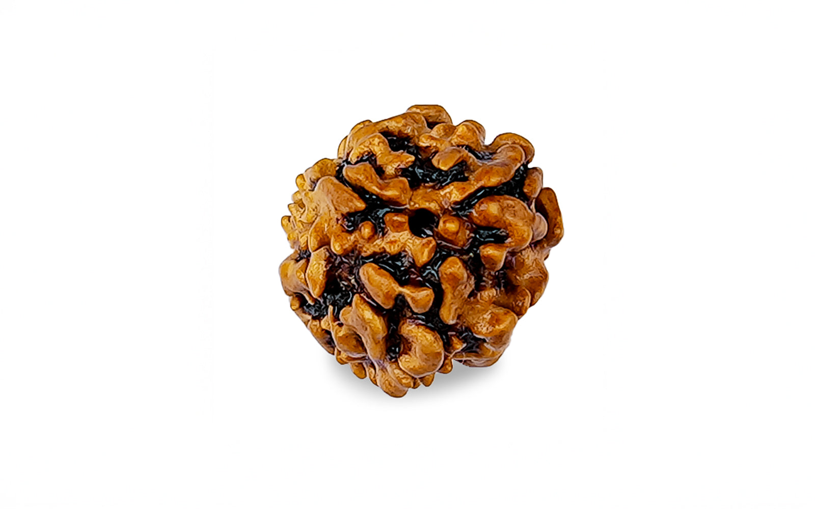 3 Mukhi Rudraksha