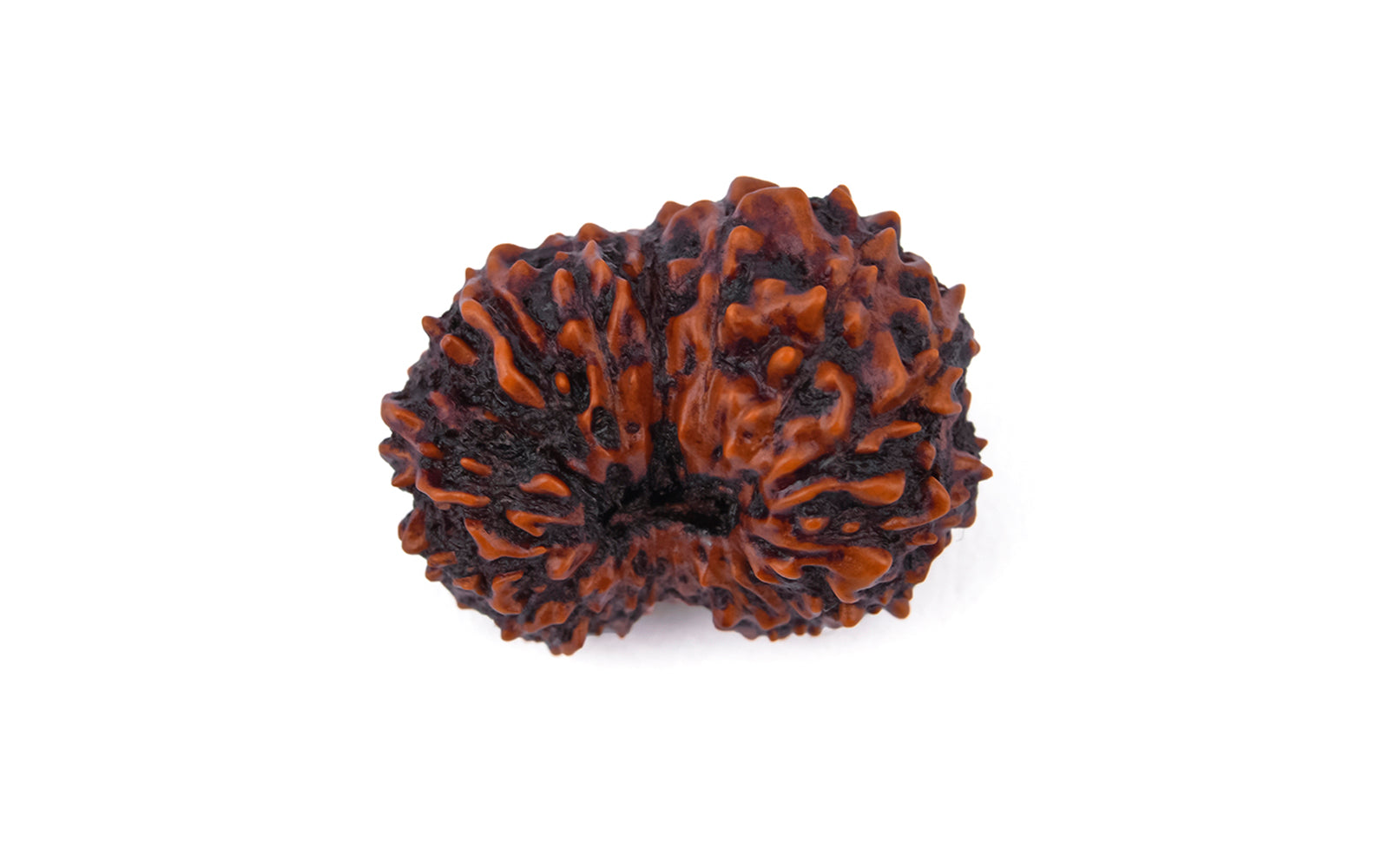 17 Mukhi Rudraksha – Original Indonesian Bead