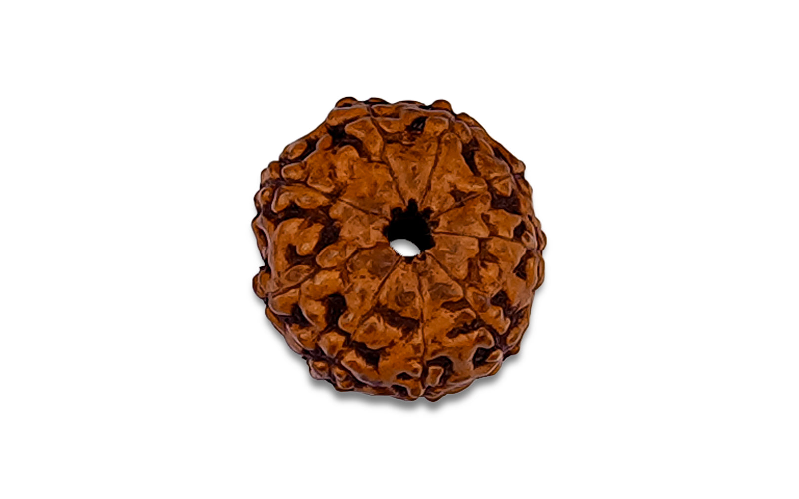 9  Mukhi Rudraksha (Indo)