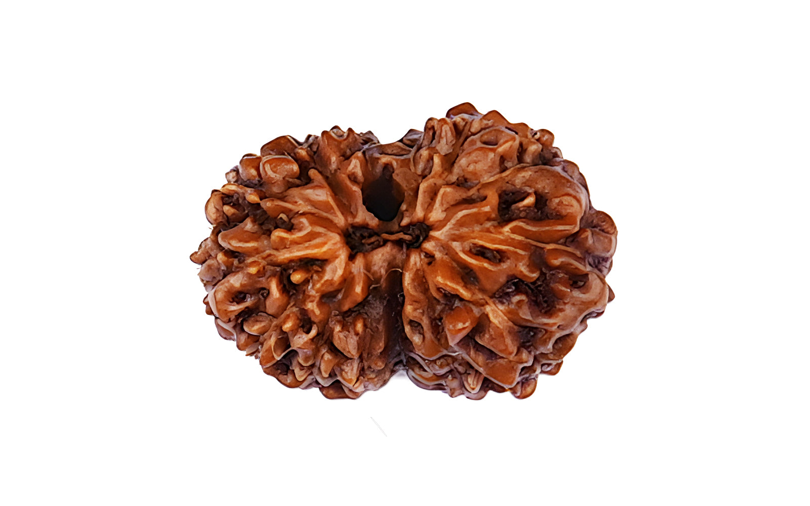 14 Mukhi Rudraksha (Indo)