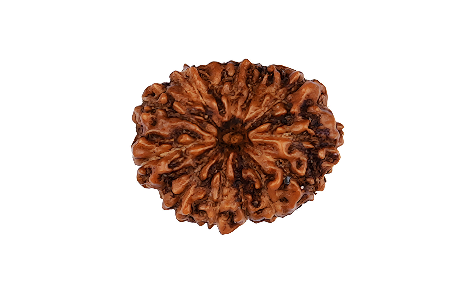 13 Mukhi Rudraksha (Indo)