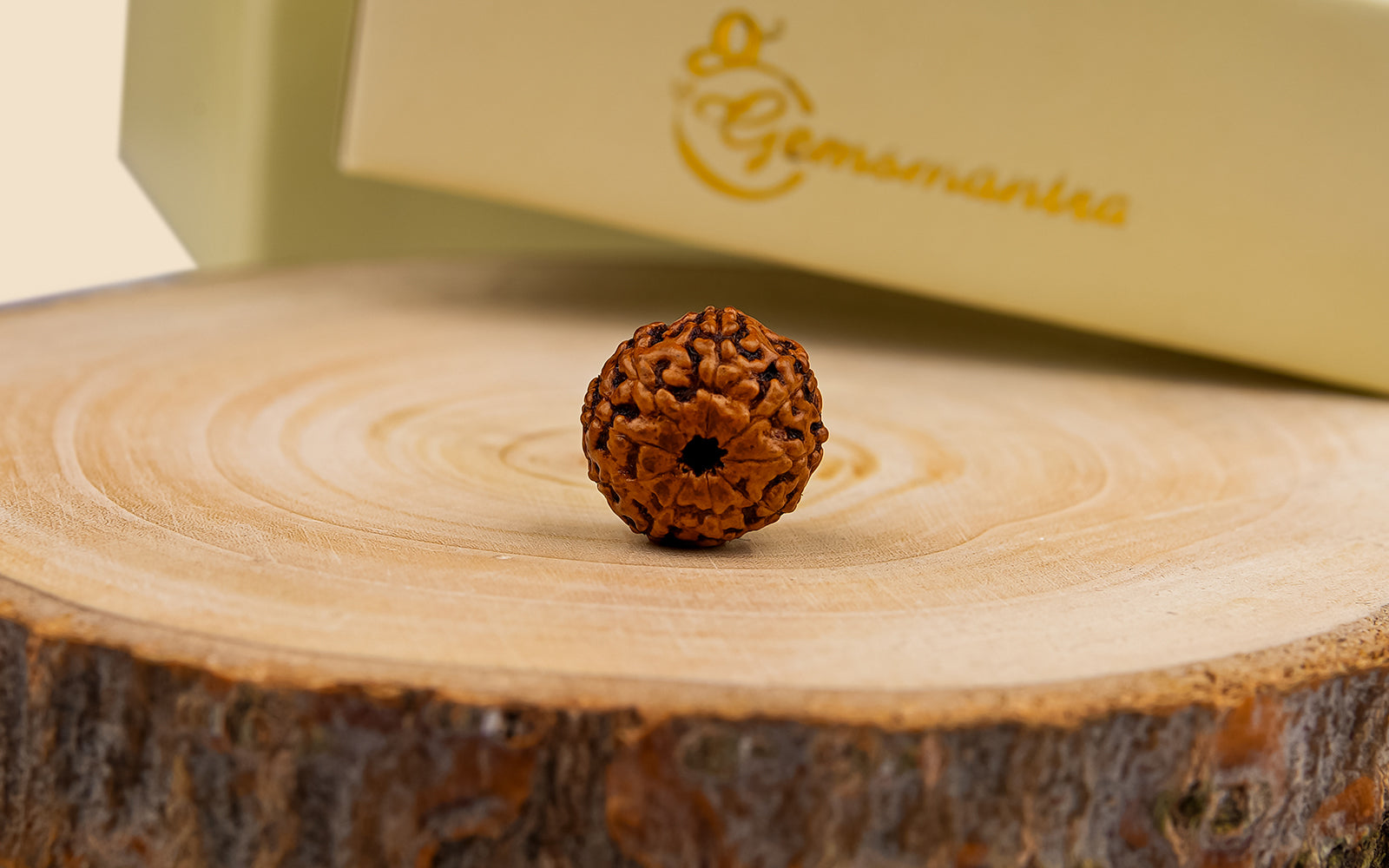 9 Mukhi Rudraksha – Original Indonesian Bead
