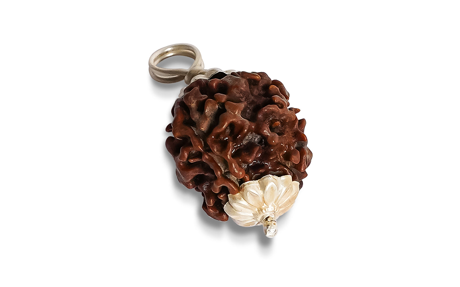 4 Mukhi Rudraksha (Nepali)