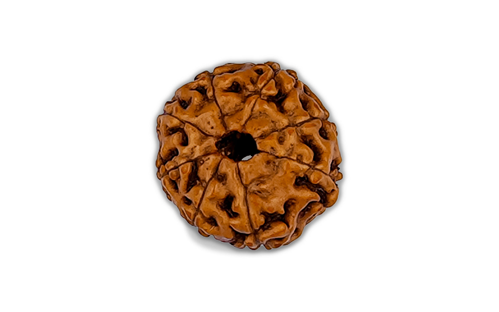 8 Mukhi Rudraksha (Nepali)