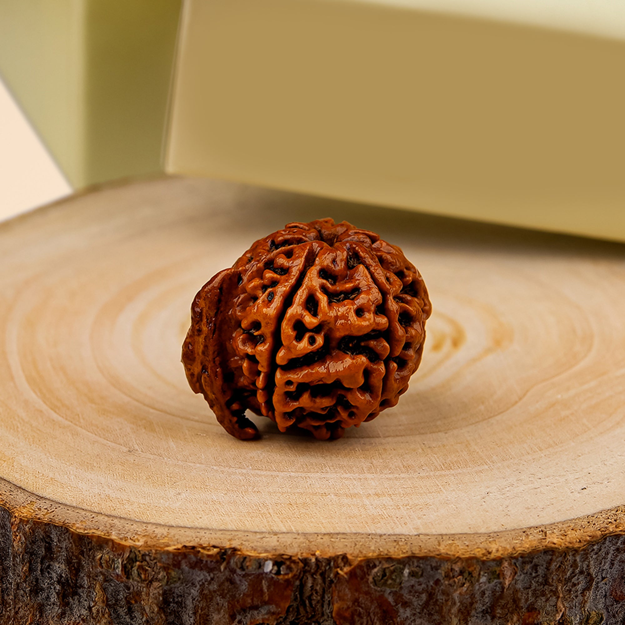 Ganesh Rudraksha – Original Natural Bead