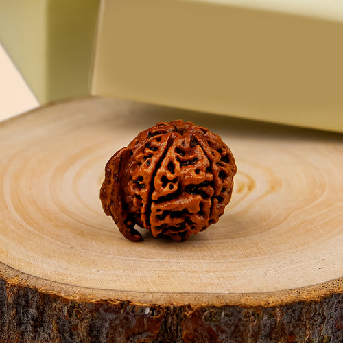 Ganesh Rudraksha – Original Natural Bead