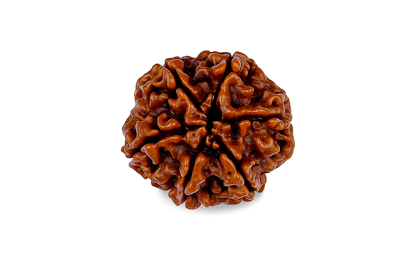 6 Mukhi Rudraksha