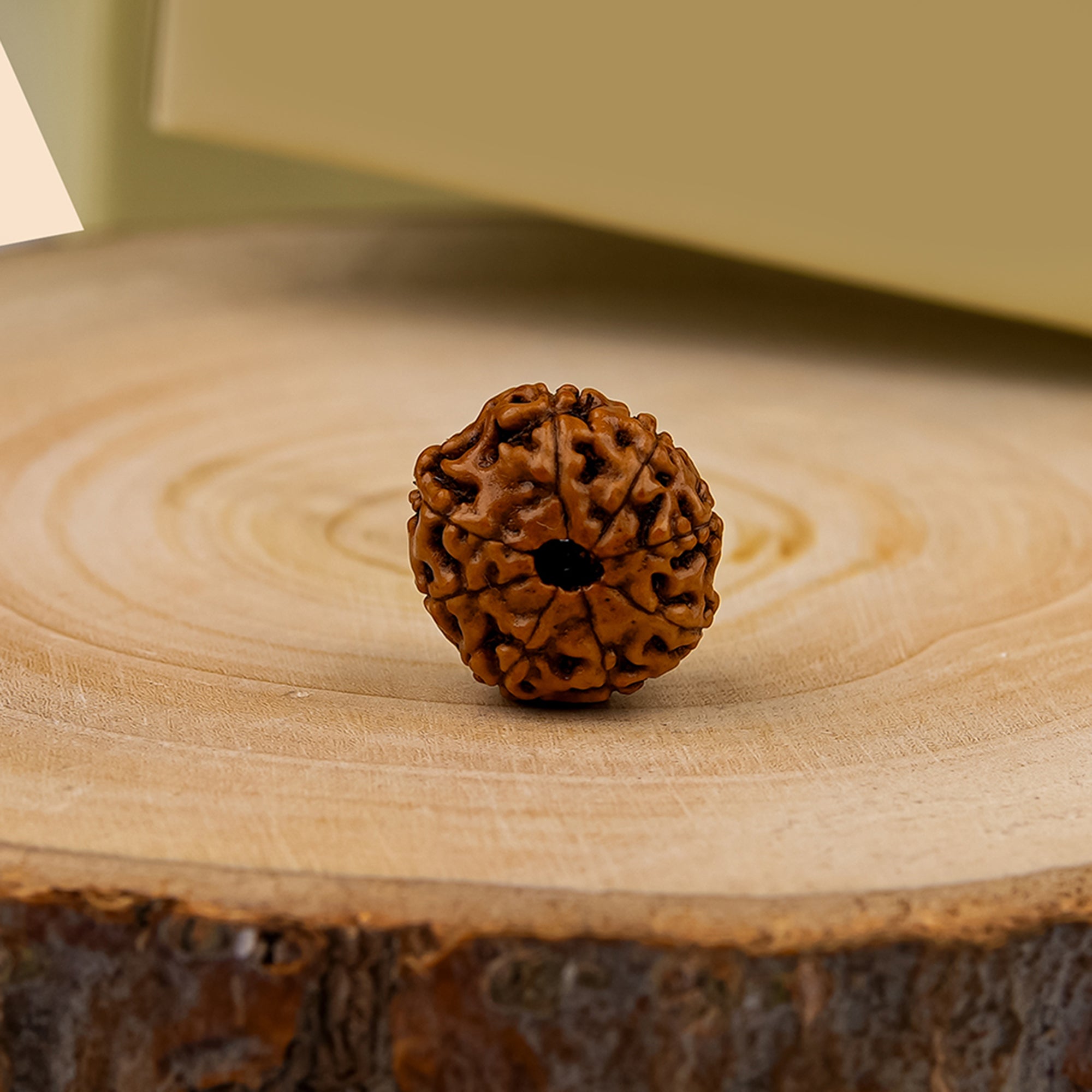 8 Mukhi Rudraksha – Original Indonesian Bead