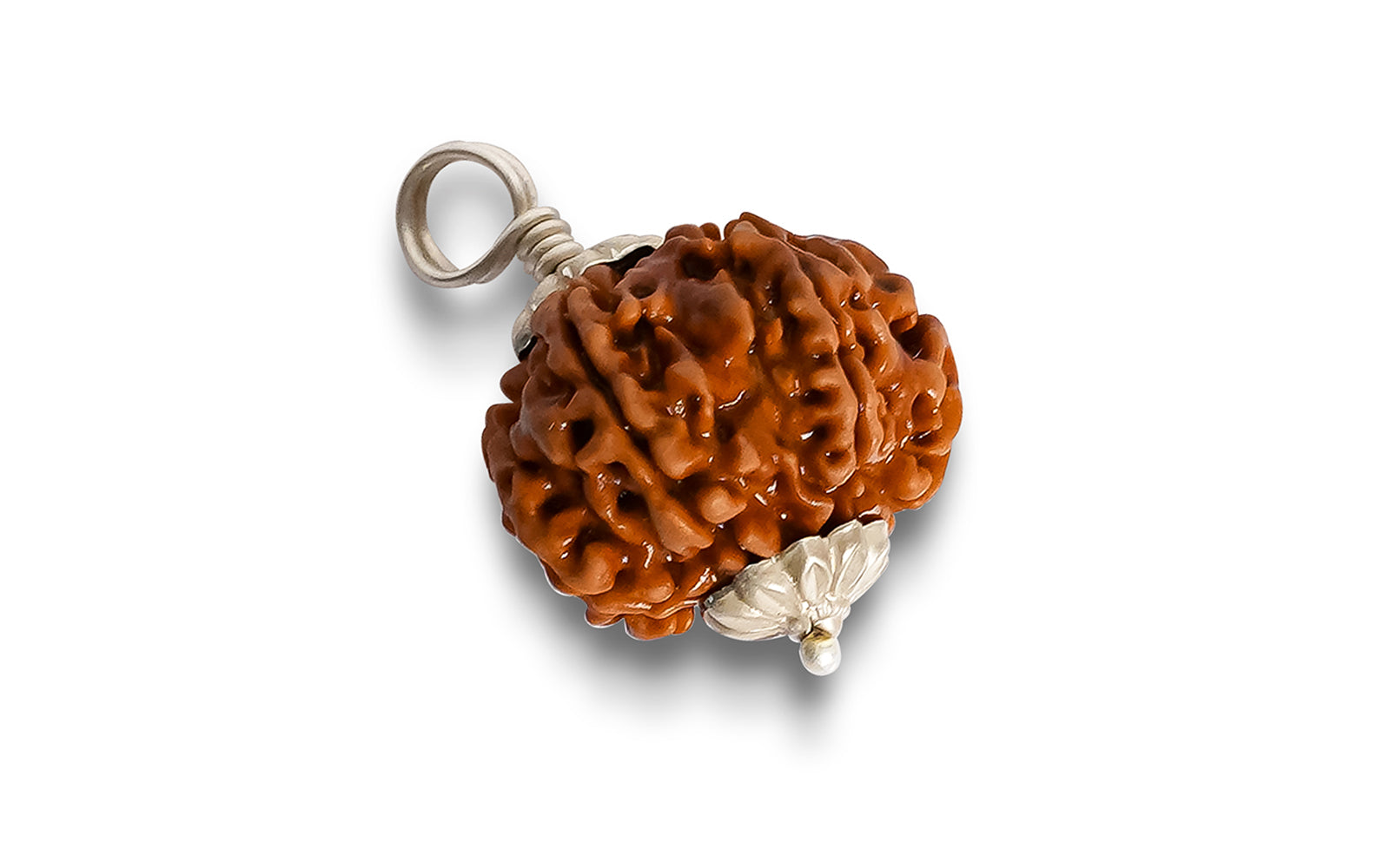 7 Mukhi Rudraksha (Nepali)