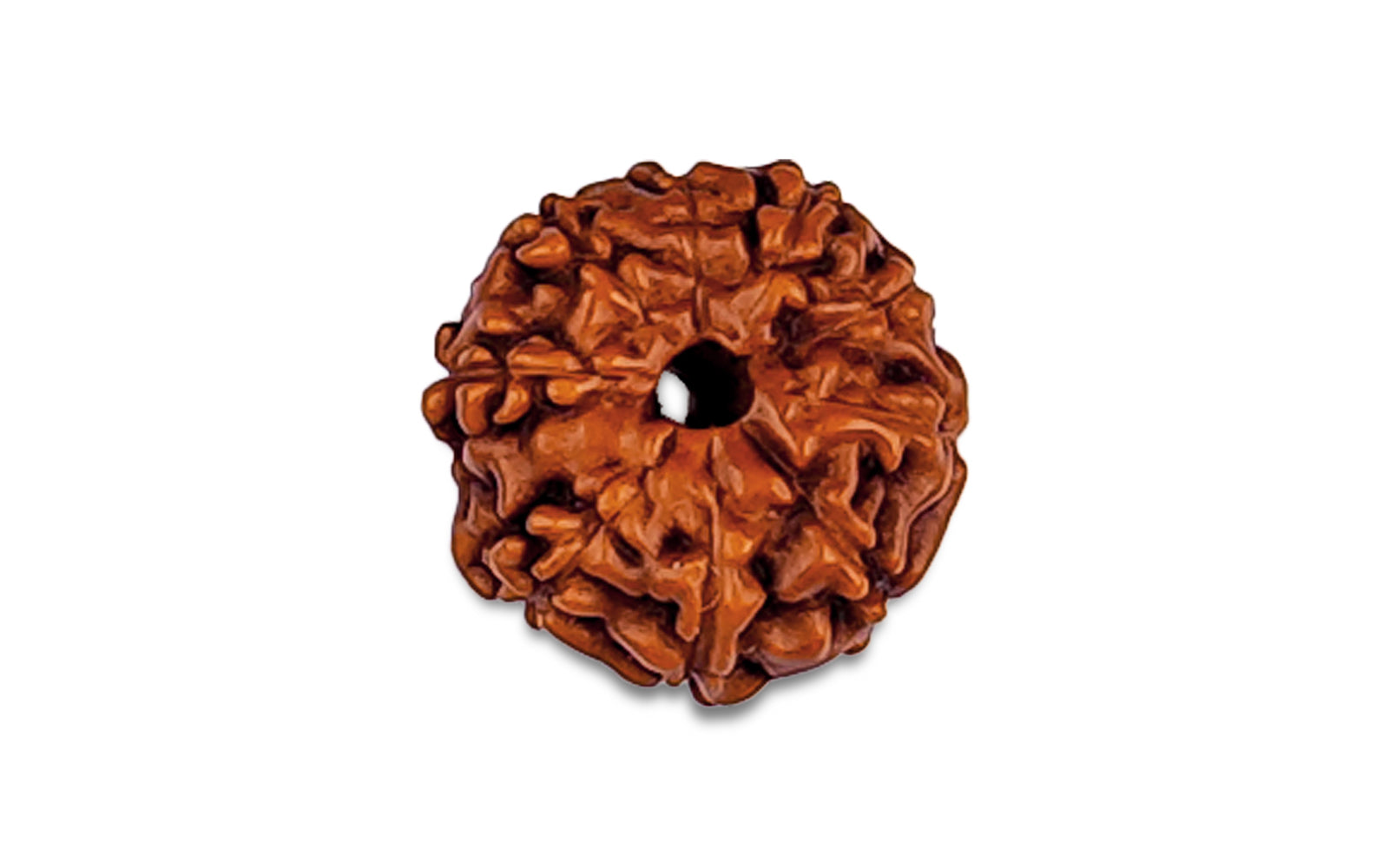 10 Mukhi Rudraksha (Indo)