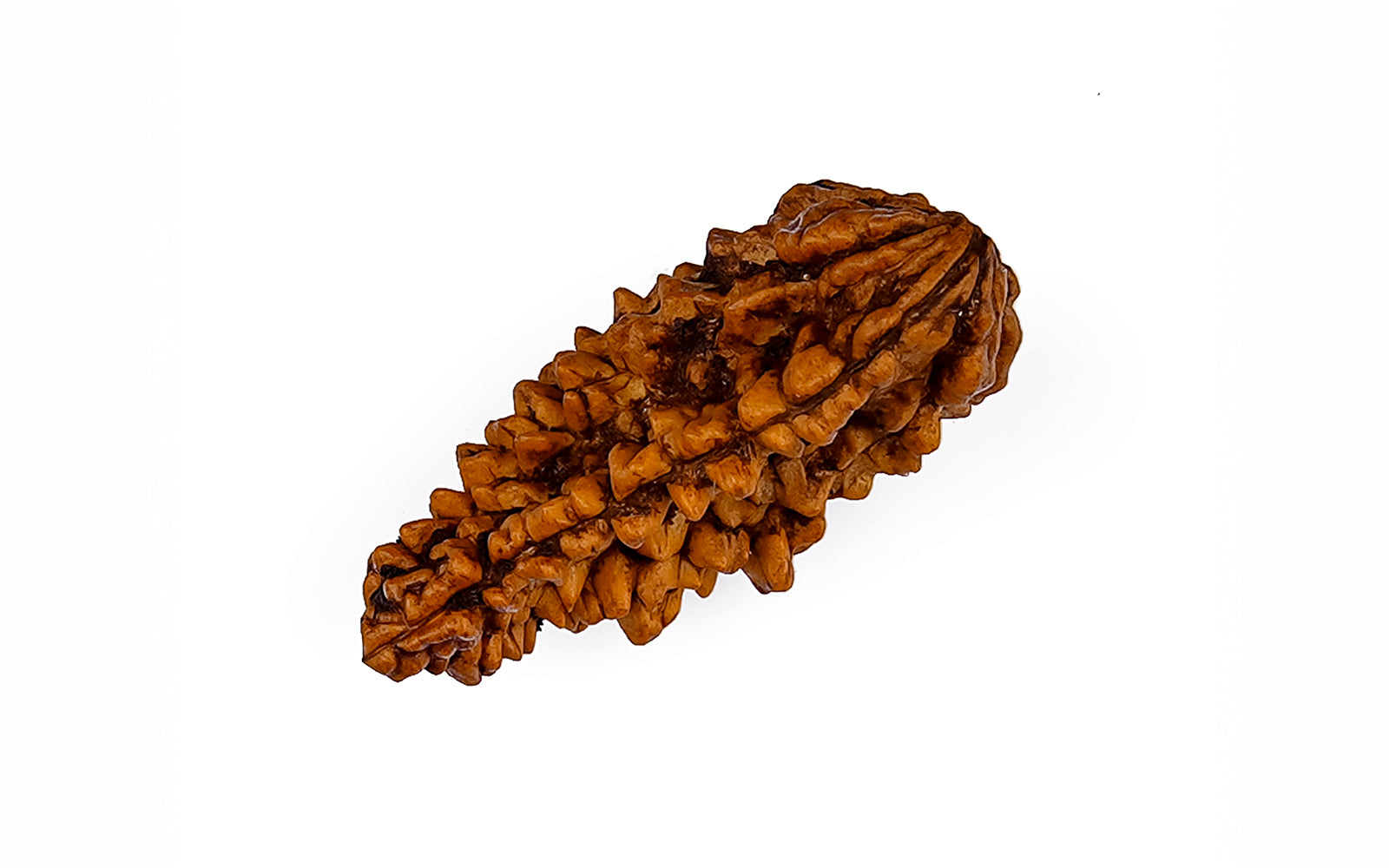 1 Mukhi Rudraksha (with silver pendant)