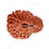 Natural 22 Mukhi Rudraksha (Indo)