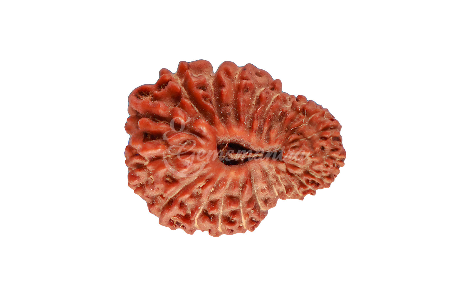 22 Mukhi Rudraksha (Nepali)