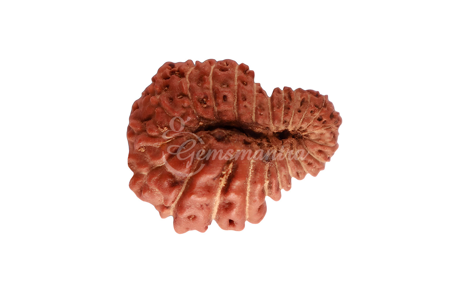 22 Mukhi Rudraksha (Nepali)