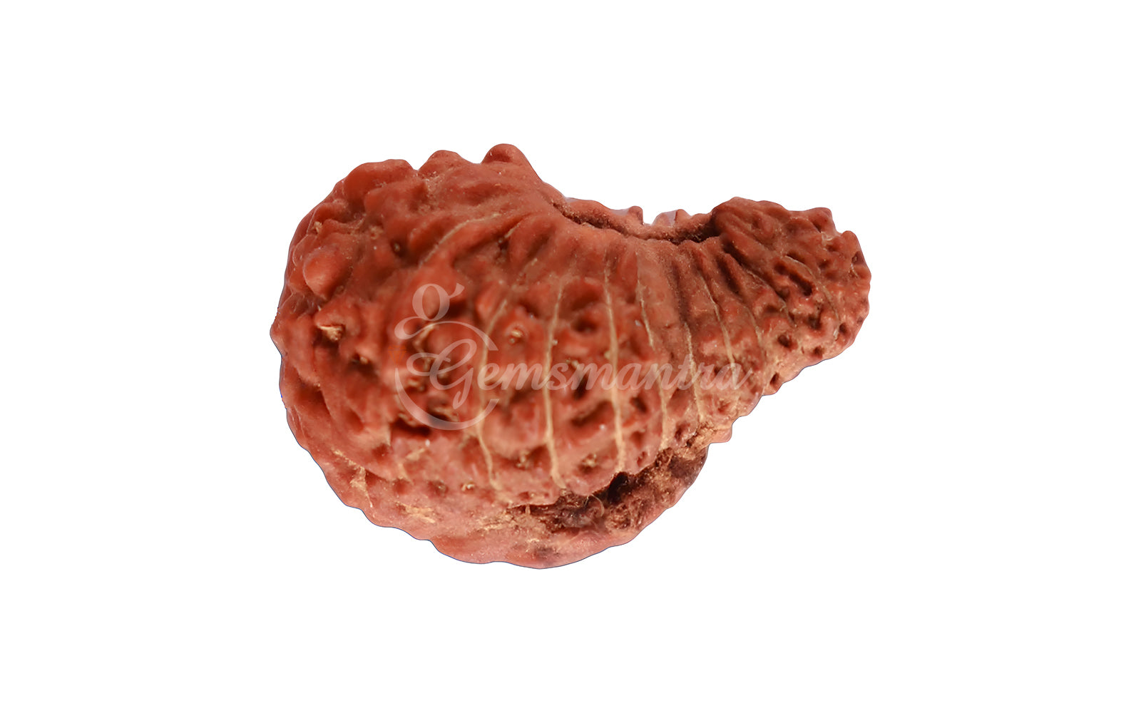 22 Mukhi Rudraksha (Nepali)