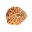 Natural 24 Mukhi Rudraksha (Indo)