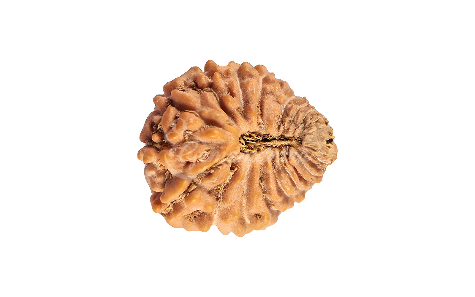 24 Mukhi Rudraksha (Nepali)