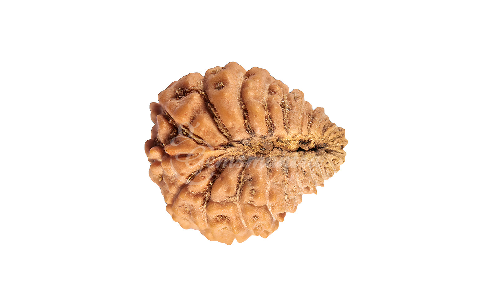 24 Mukhi Rudraksha (Nepali)