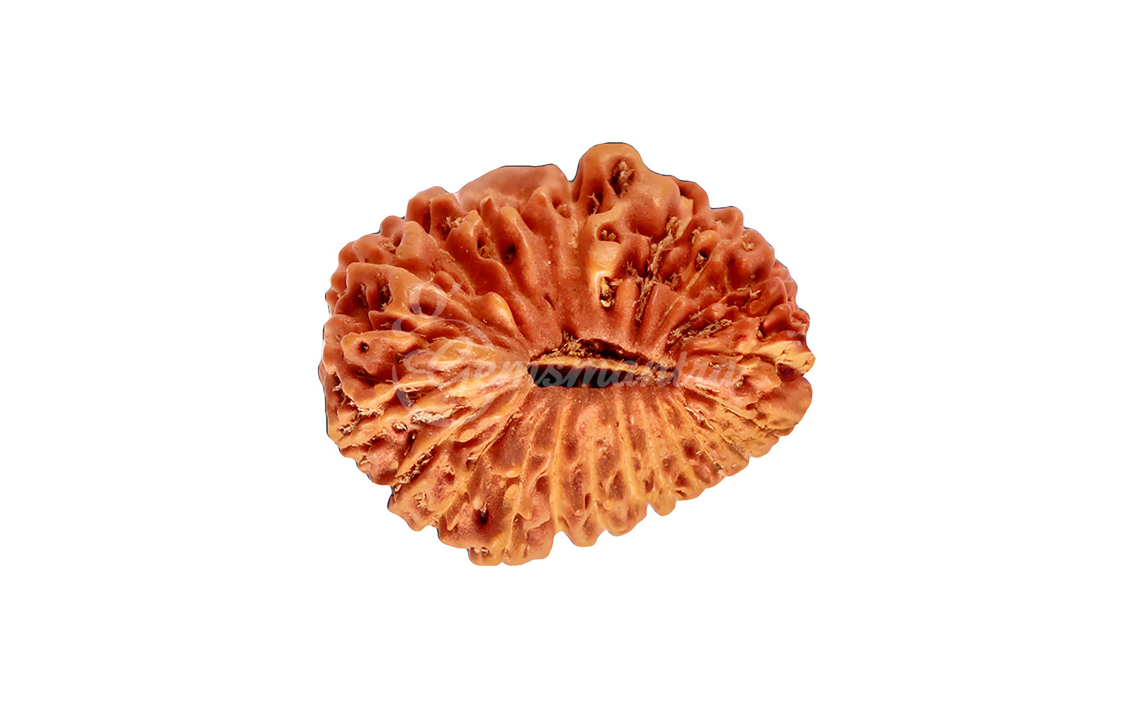 25 Mukhi Rudraksha (Nepali)