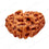Natural 25 Mukhi Rudraksha (Indo)