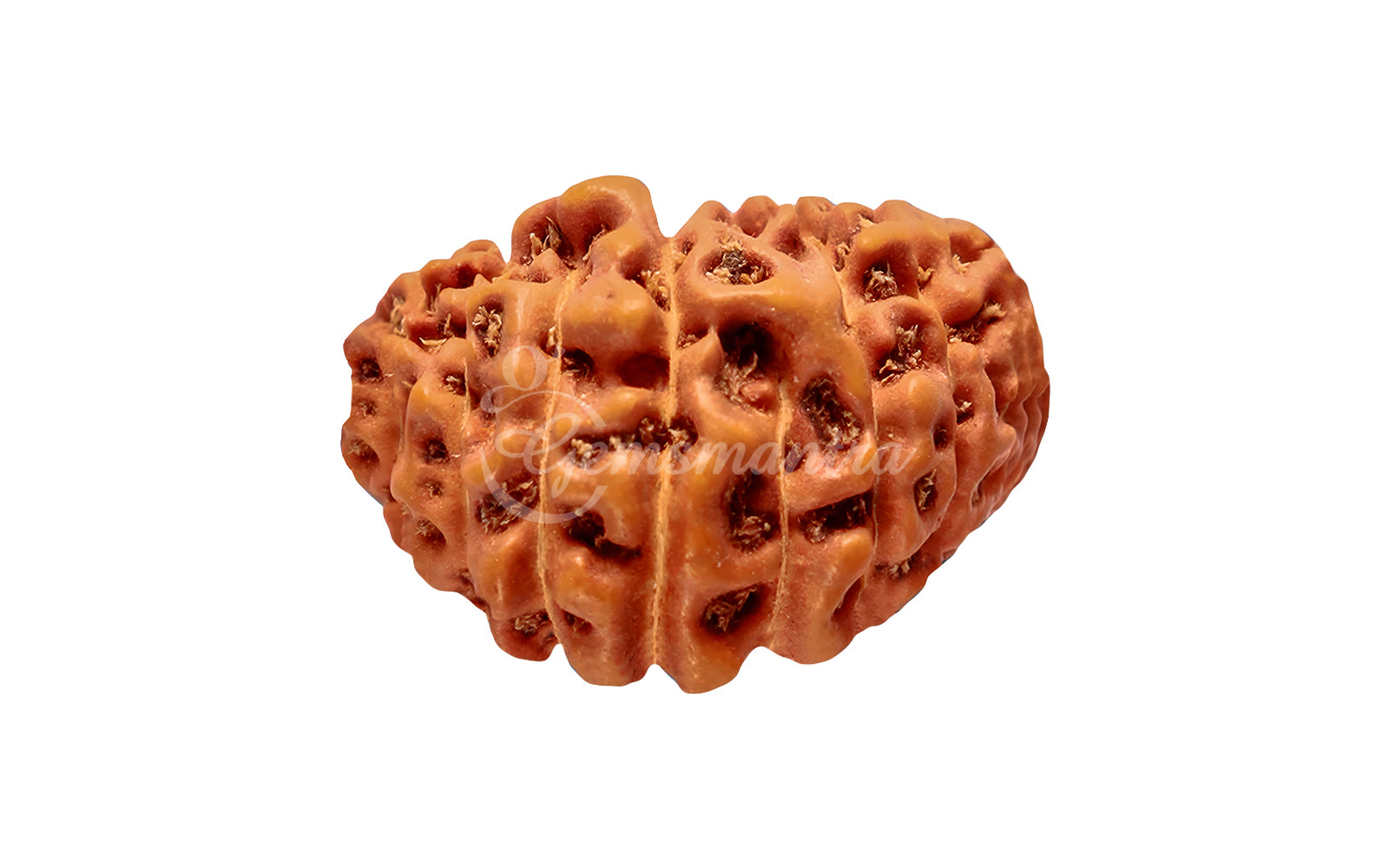 25 Mukhi Rudraksha (Nepali)