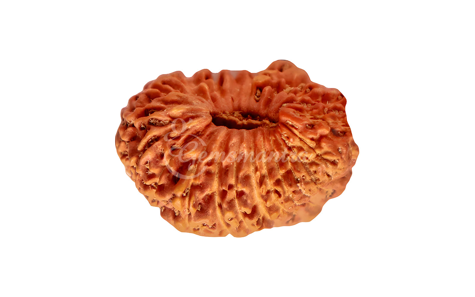 25 Mukhi Rudraksha (Nepali)