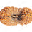 Natural 26 Mukhi Rudraksha (Indo)