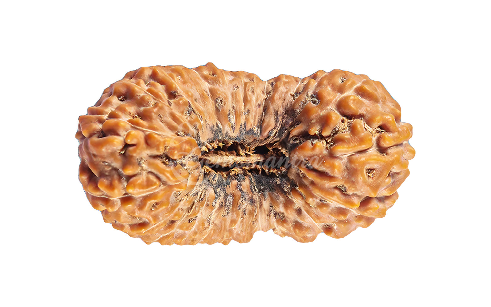 26 Mukhi Rudraksha (Nepali)