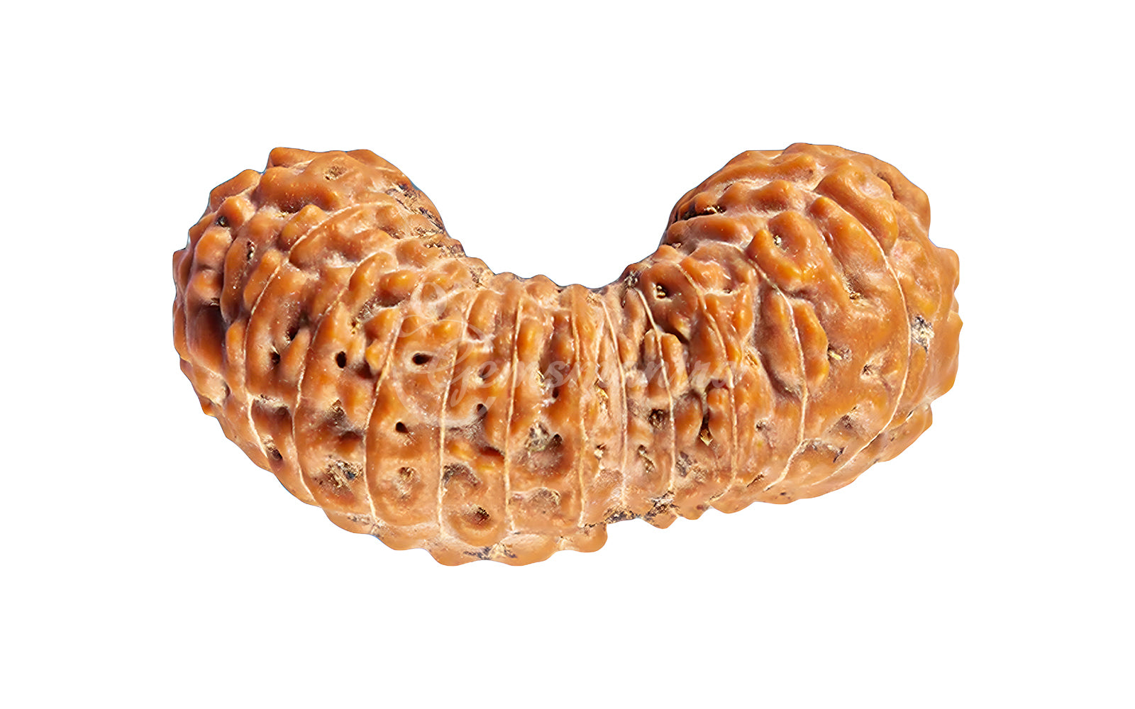 26 Mukhi Rudraksha (Nepali)