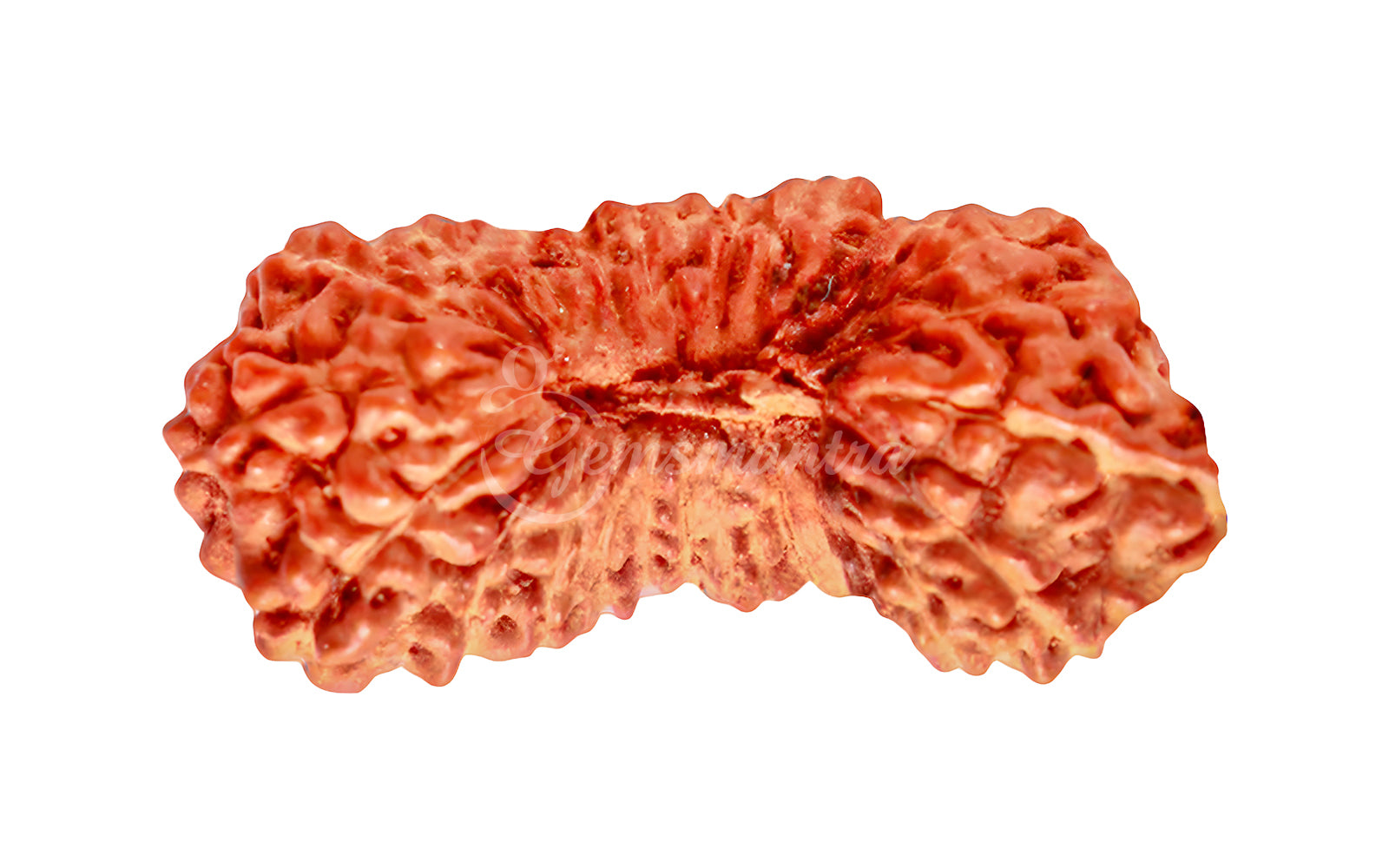 27 Mukhi Natural Rudraksha (Nepali)