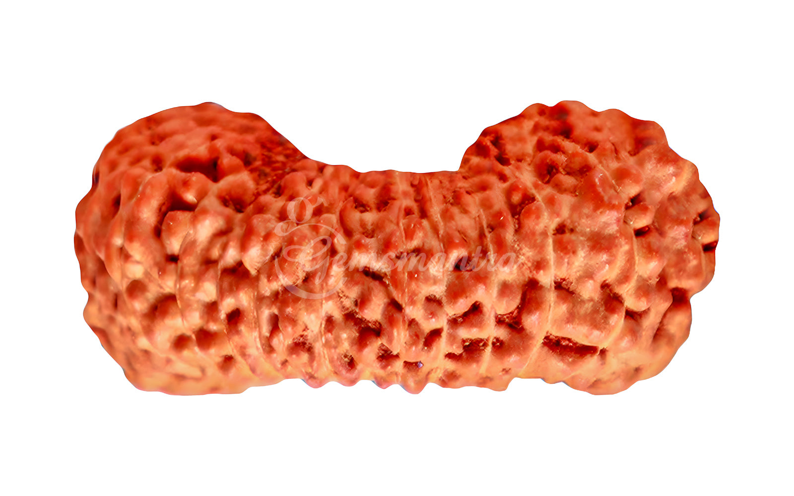 27 Mukhi Natural Rudraksha (Nepali)