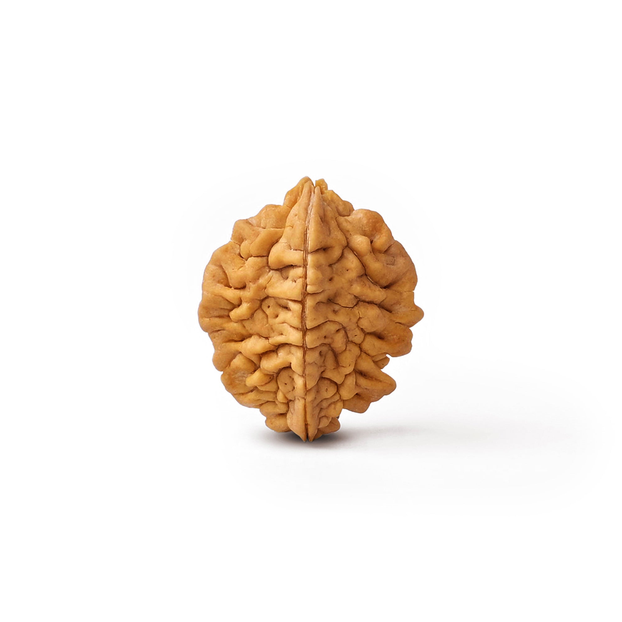 2 Mukhi Rudraksha – Original Indian Bead