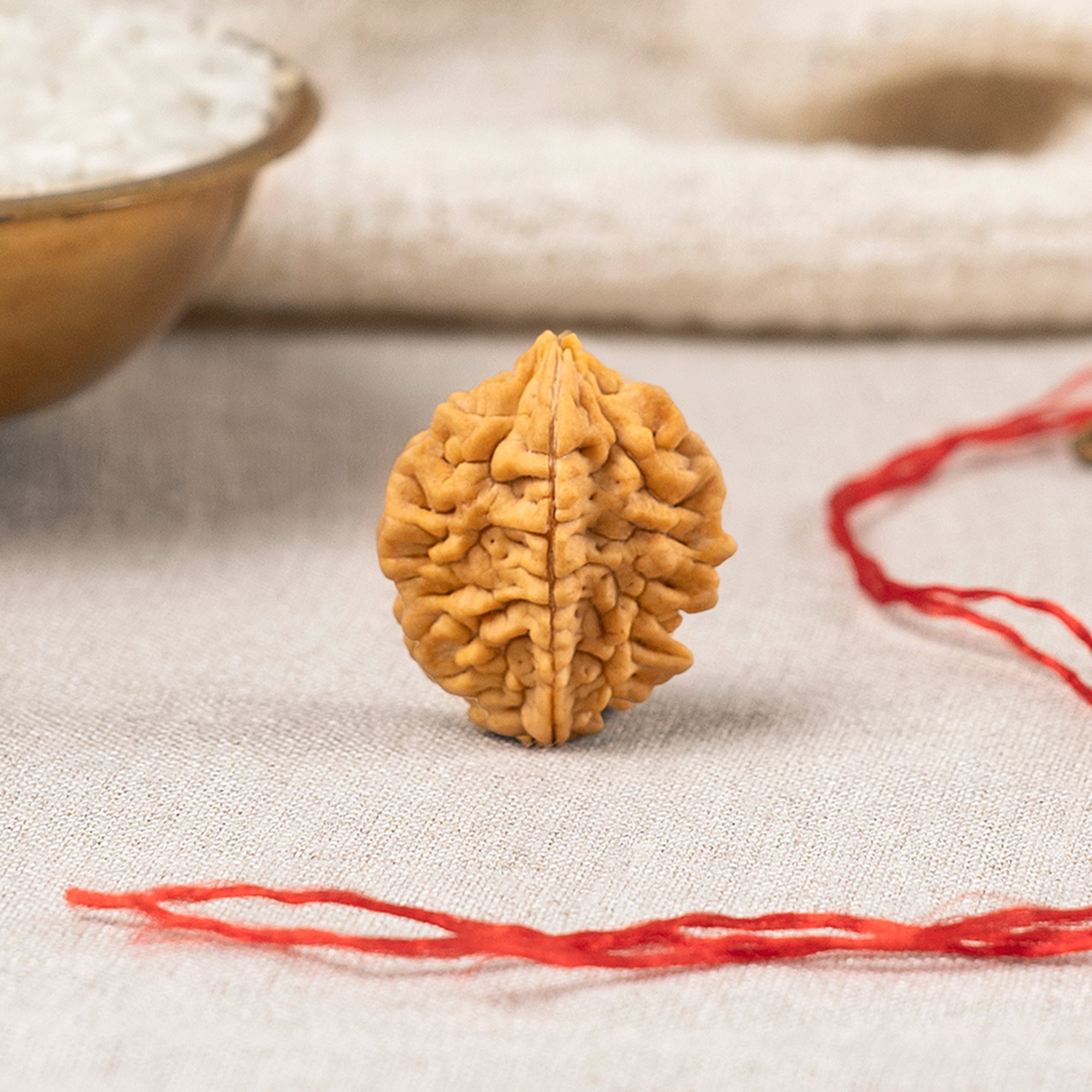 2 Mukhi Rudraksha – Original Indian Bead