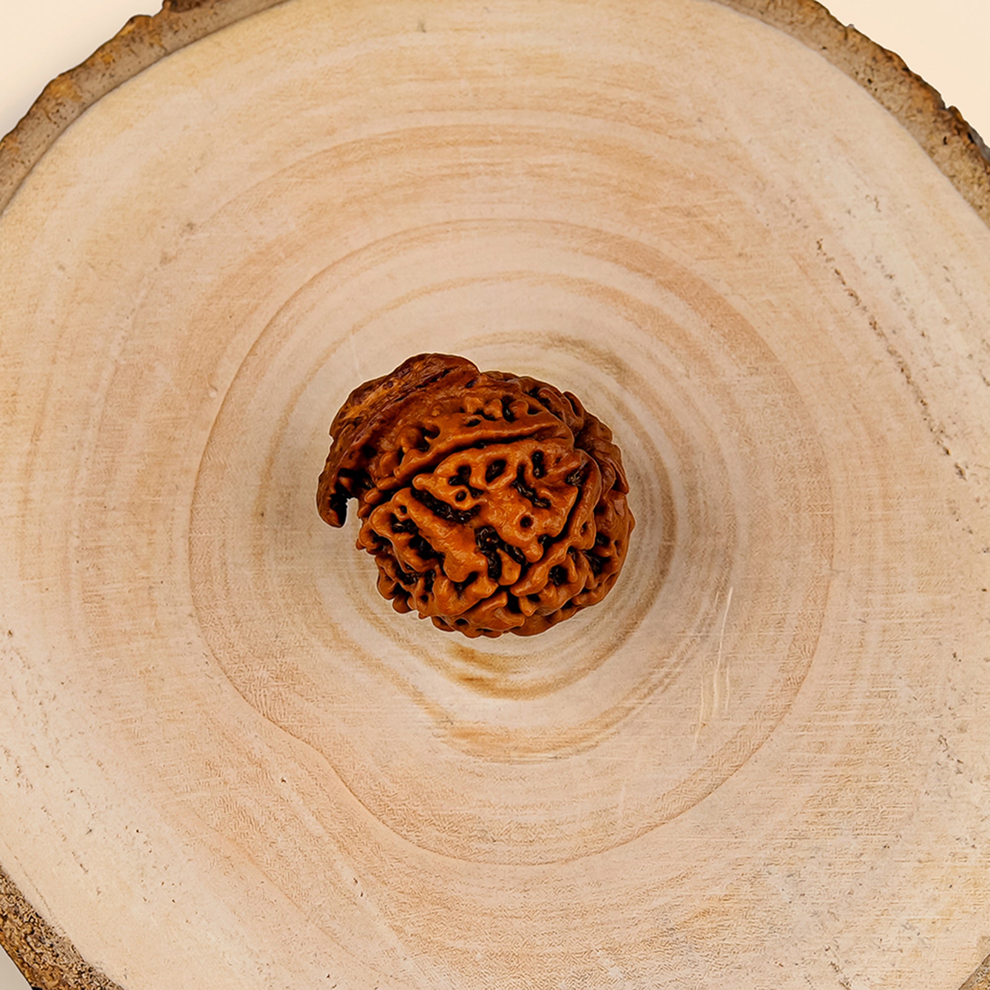 Ganesh Rudraksha – Original Natural Bead