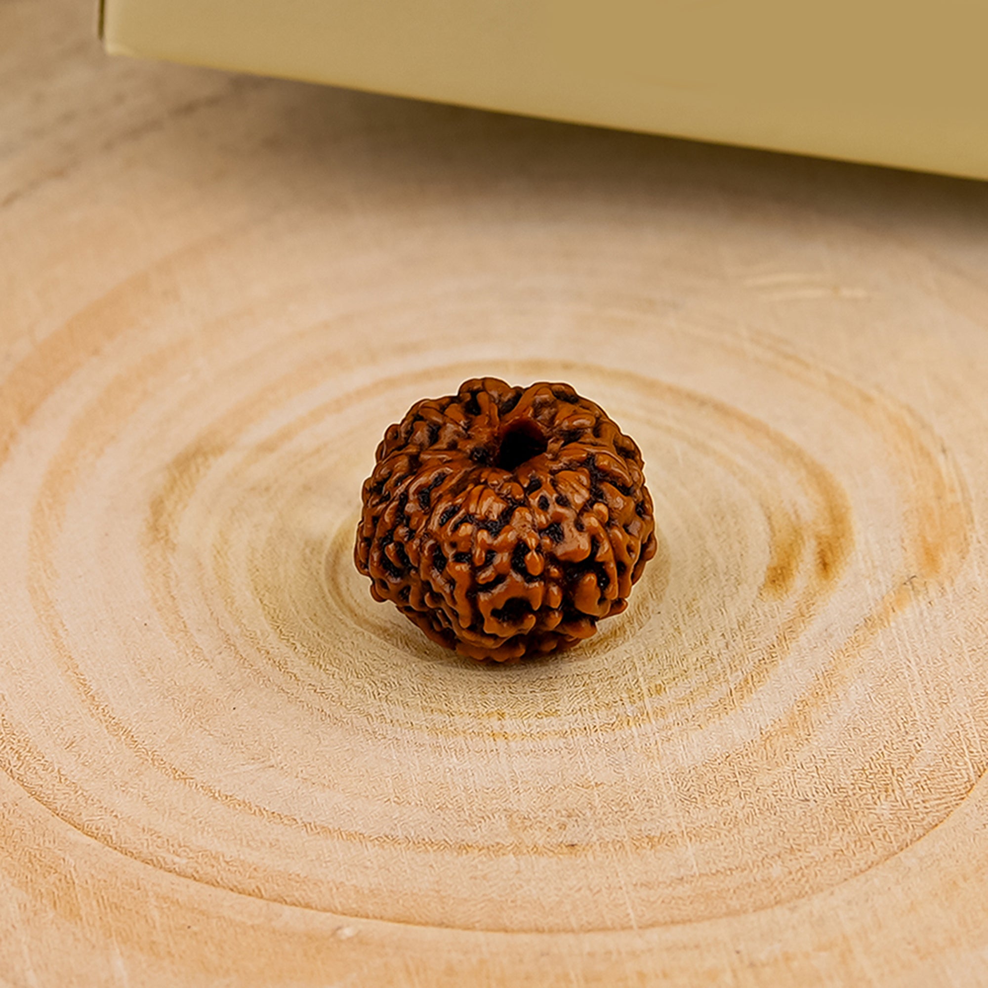 11 Mukhi Rudraksha – Original Indonesian Bead