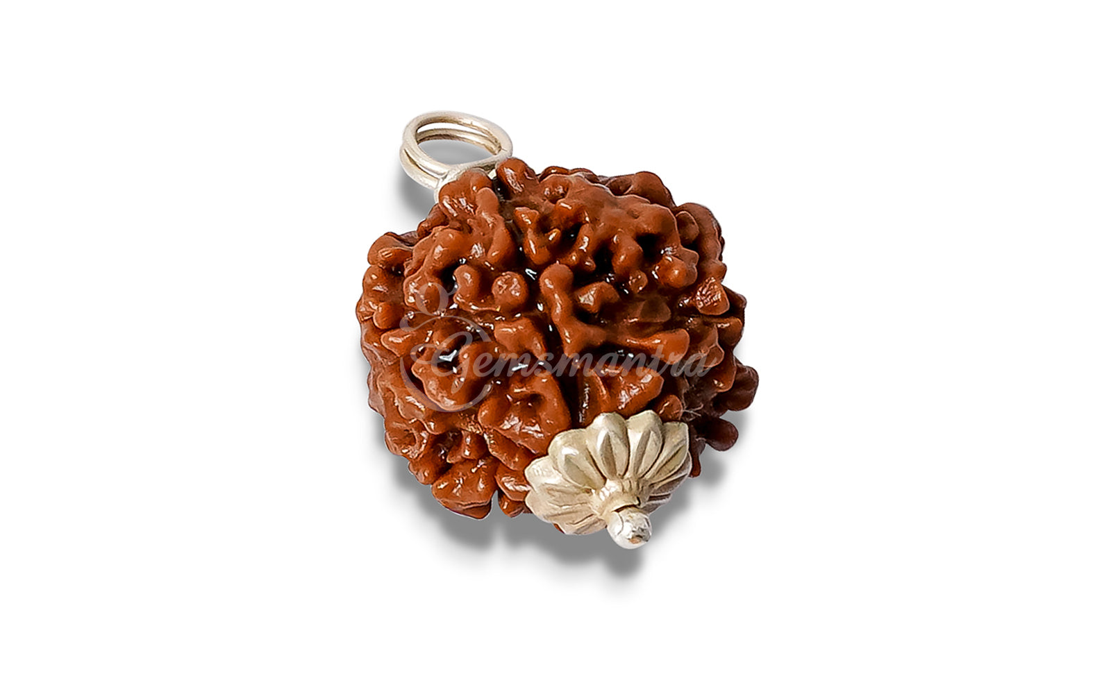 6 Mukhi Rudraksha (Nepali)