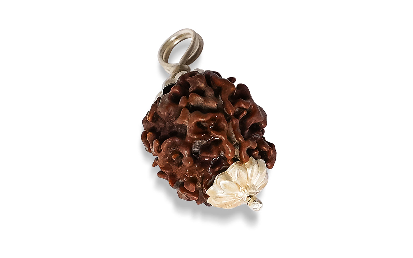 4 Mukhi Rudraksha (Nepali)