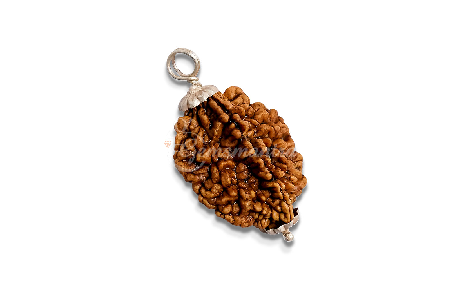 2 Mukhi Rudraksha (Indian)