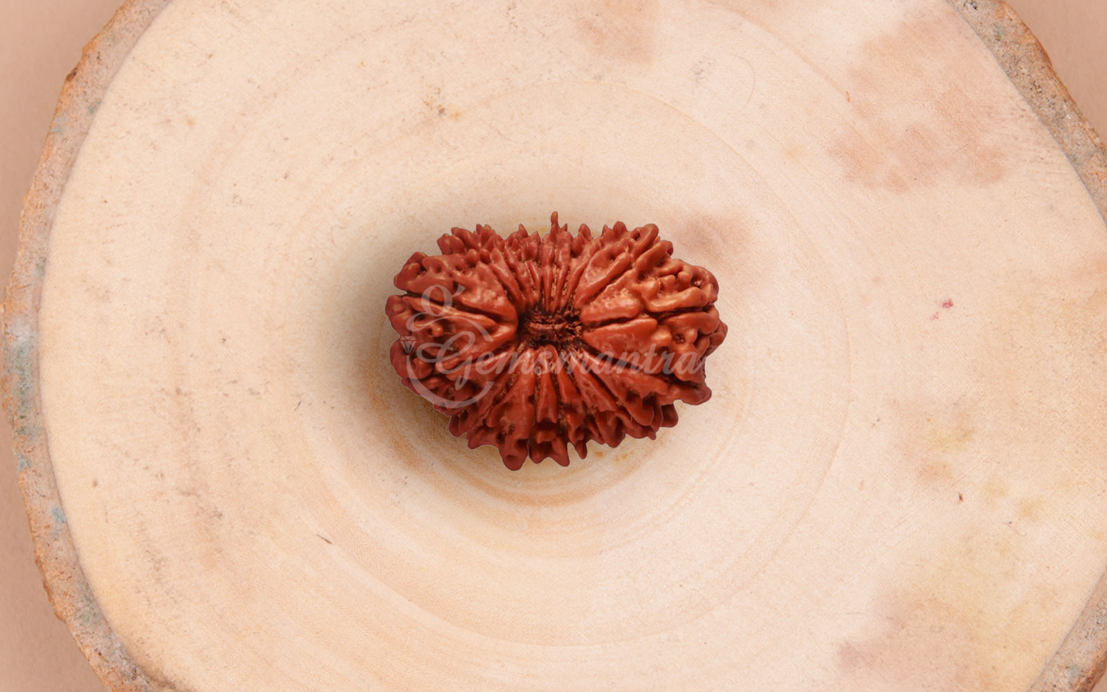 18 Mukhi Rudraksha (Nepali)