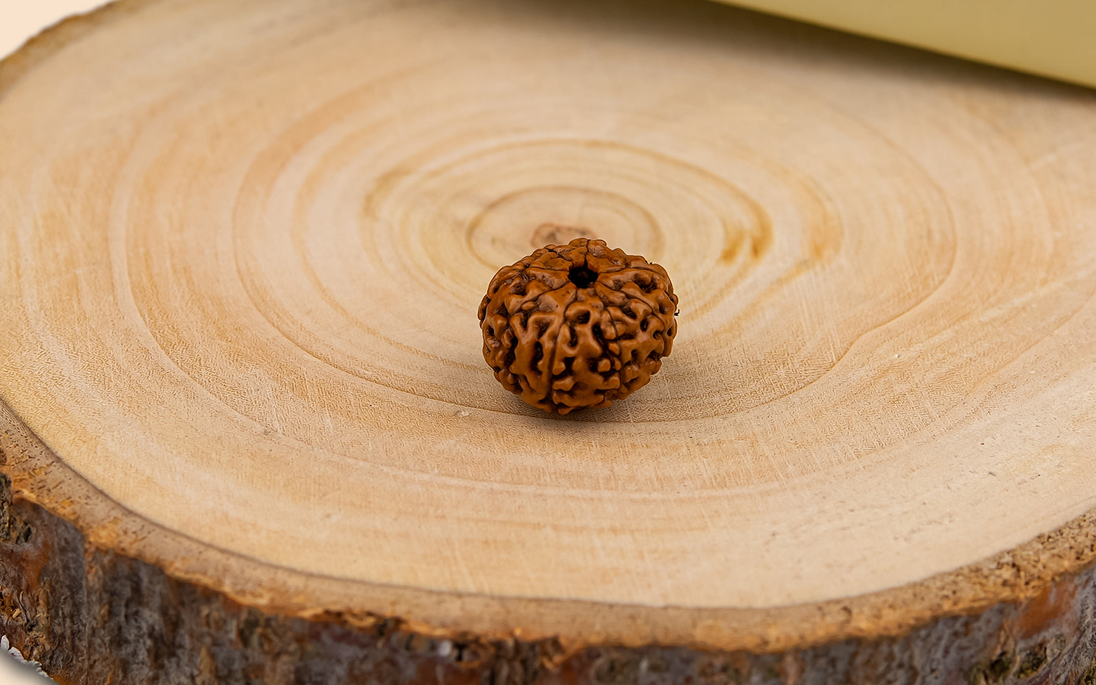 8 Mukhi Rudraksha (Indo)