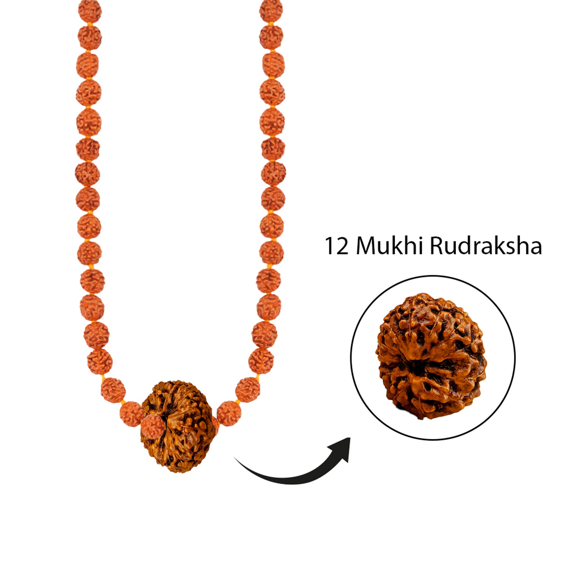 Panch Aditya Mala – 12 Mukhi Rudraksha