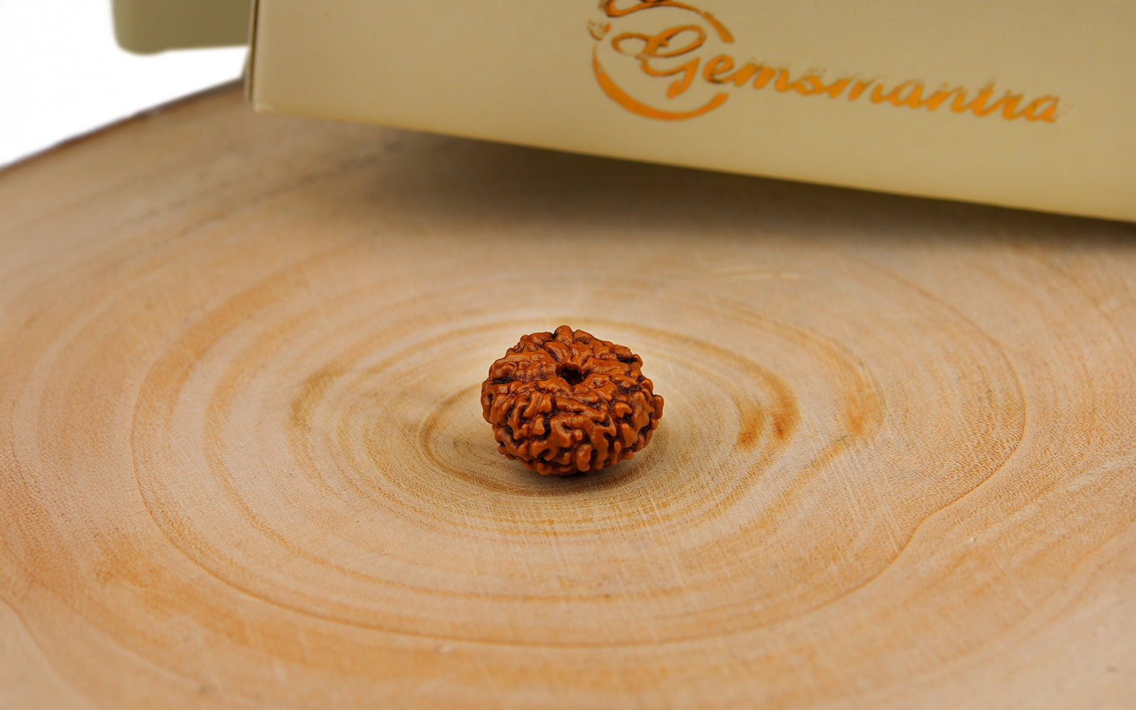 10 Mukhi Rudraksha (Indo)